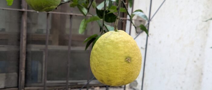 PXL_20251215_161516233.MP