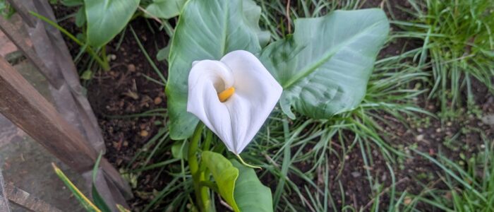 PXL_20251219_160627863.MP