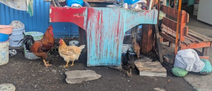 PXL_20251221_222849801.MP